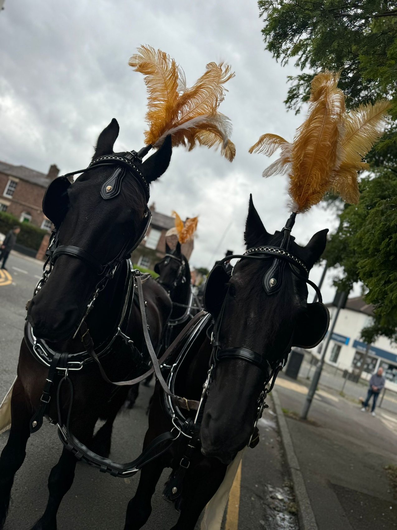 Two black horses with tall golden plumes standing in harness
